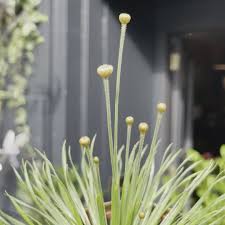 Image result for Syngonanthus angolensis