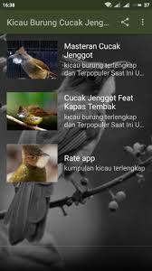 Burung yang dengan mudah dapat anda temui di indonesia ini memiliki ciri tubuh yang kekar, berbadan besar dan tentunya memiliki kekuatan. Kicau Burung Cucak Jenggot For Android Apk Download