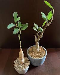 Image result for Fockea multiflora