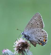 Image result for Satyrium sceptrum
