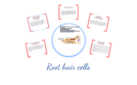 Plant root hair cell diagram. Root Hair Cells By Rachel De Sousa