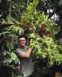 Image result for Drynaria