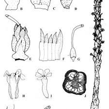 Image result for Striga linearifolia