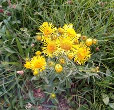 Image result for Inula mannii