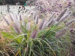 The grass is tuft forming and graceful to 2 to 3 feet height with a spread of up to 3 feet. Pennisetum Alopecuroides Moudry Meadowgate Nursery Ornamental Grasses