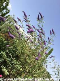 Fiore viola is italian for purple flower; Pianta Viola Con I Fiori A Grappolo Jpg La Finestra Di Stefania