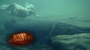 The alligator gar is certainly one of the most distinctive freshwater species of fish. Swimming With Lethal Alligator Gars Alligator Gar River Monsters Youtube