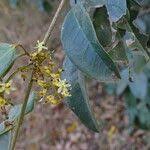 Image result for Dialium guineense