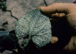 Image result for whitefly in cucumber