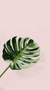 Inspiration 16 Pink And Green Weekend Creative Leaves Wallpaper Iphone Plant Wallpaper Palm Leaf Wallpaper