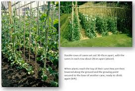 Sweet pea tablescape in the garden: Growing Cordon Sweet Peas Most Roger Parsons Sweet Peas Facebook