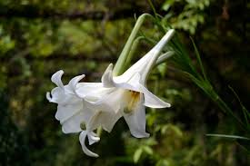 Here is a collection of stunners that can be grown as annuals or perennials (depending on your climate) in the us Ryan Gainey S Fragrant Flowers Flower Magazine