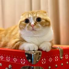 顔が丸いのを通り越している まるお ならぬ 横長お まるお 猫 かわいい 猫 子猫 かわいい