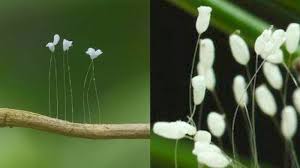 Tanpa menyadari bahwa bunga yang banyak menjadi tanaman hias di indonesia ini memiliki waktu tumbuh yang lama dan. Ternyata Ini Bunga Surga Yang Mekarnya Tiap 3 000 Tahun Aromanya Lebih Harum Daripada Parfum Lho Bangka Pos