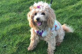 When a toy poodle and a bichon frise are crossbred, they produce a poochon. Bichon Poodle Mix Truth About Poochon Dogs