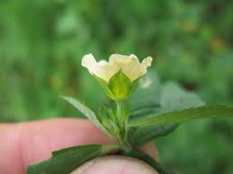 Image result for Sida rhombifolia