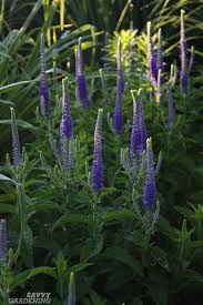 Find & download free graphic resources for lavender flowers. Purple Perennial Flowers 24 Brilliant Choices For Gardens