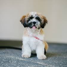 Shih tzu puppies & dogs for sale/adoption. 77 Shih Tzu Puppies Brown And White L2sanpiero