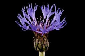 Image result for Centaurea praecox