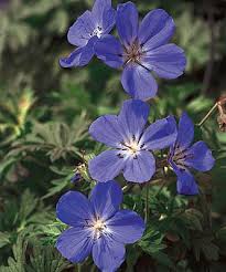 Image result for Geranium bohemicum Orhcid Blue