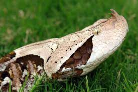 Gaboon Viper Face Gaboon Viper Viper Pretty Snakes