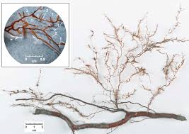 Aug 1, 2019 roots can. Branch Order Sampling Main Image Large Acer Rubrum Root Used For Download Scientific Diagram