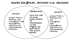 Check spelling or type a new query. Meiosis Lessons Mitosis Meiosis Mitosis Vs Meiosis Mitosis