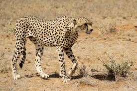 10 nomi di animali che iniziano con la lettera n deabydaytv. Animali Con La N Il Ghepardo Dell Iran Salvato Dall Estinzione Urbanpost