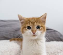 Dalton Male Online Adoption Form Kitten Academy Kitten Pretty Cats Cite Animals