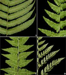 Image result for Christella hispidula