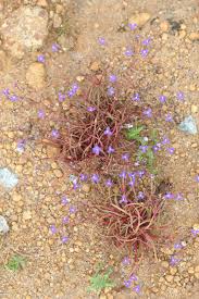 Image result for Murdannia semiteres