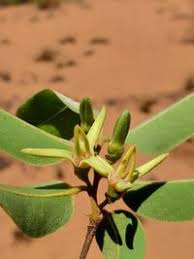 Image result for Xylopia odoratissima