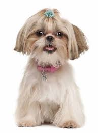Shih Tzu Names Cute Male Female Ideas For This Dog Shih Tzu Dog Shih Tzu Girl And Dog