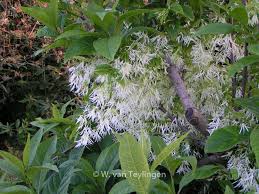 Image result for Chionanthus niloticus