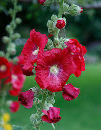 Hollyhocks can benefit from a light application of fertilizer or compost in the spring. Hollyhock Mygarden Com