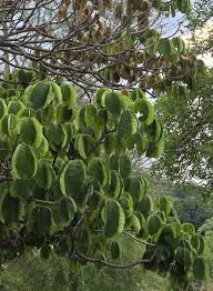 Image result for Sterculia rogersii