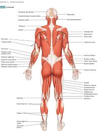 Leg muscle drawing at getdrawingscom free for personal use leg. Muscle Man Back Diagram Quizlet