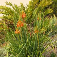 Image result for Aloe cooperi
