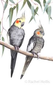 A3 Cockatiel Print Australian Bird Prints Cockatiel Art Print Cockatiel Prints Parrots Art Animal Drawings Bird Drawings