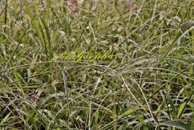Image result for Digitaria gymnostachys