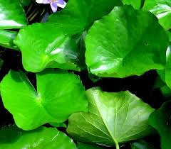 Image result for Nymphaea heudelotii