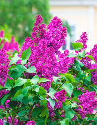 These local government areas includes: Siren Zarya Kommunizma Kupit Sazhency Sireni Zarya Kommunizma Zarya Kommunizma Vesna Osen