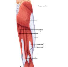 Anatomy of the human body. Upper Thigh Muscles Diagram Quizlet