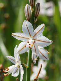 Maybe you would like to learn more about one of these? Pin By Mabel Mintegui On Flowers Beautiful Flowers Pretty Flowers Planting Flowers