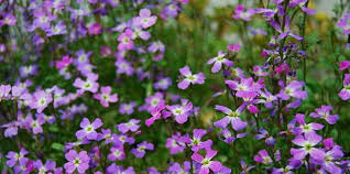 Image result for Malcolmia maritima