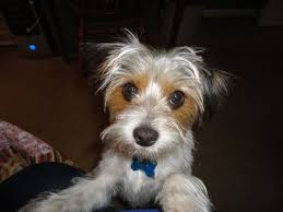 Jack Russell Yorkie Mix Pitbull Terrier Yorkie Mix Yorkie