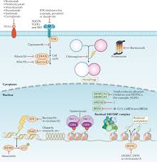 As we approach a new decade, it is interesting to speculate what we will be able to do when we move. The Swi Snf Complex In Cancer Biology Biomarkers And Therapy Nature Reviews Clinical Oncology