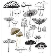 Pin On Mushrooms To Draw