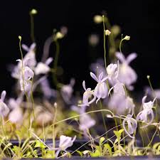 Image result for Utricularia