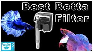 Do betta fish need a filter? The Best Betta Filters For Your Aquarium Youtube